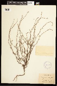 Polygonum douglasii image