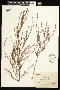 Polygonum douglasii image