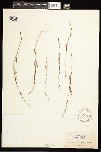 Polygonum douglasii image