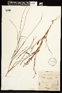 Polygonum douglasii image