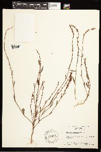 Polygonum douglasii image