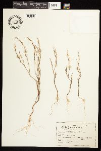 Polygonum douglasii image