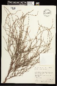 Polygonum douglasii image