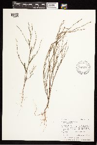 Polygonum douglasii image