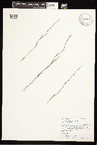 Polygonum douglasii image