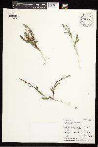 Polygonum douglasii image