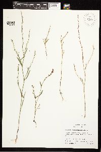 Polygonum douglasii image