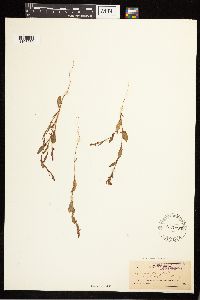 Polygonum douglasii image