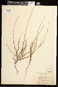 Polygonum douglasii image