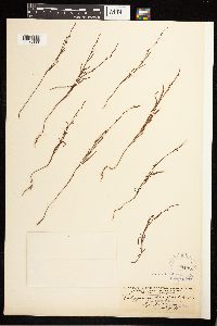 Polygonum douglasii image