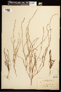 Polygonum douglasii image