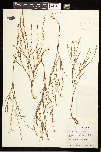 Polygonum douglasii image