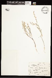Polygonum douglasii image