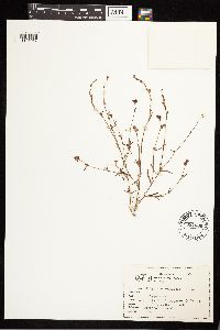 Polygonum douglasii image