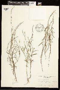 Polygonum douglasii image