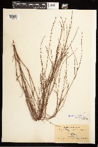 Polygonum douglasii image