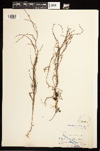 Polygonum douglasii image