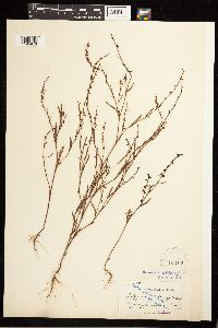 Polygonum douglasii image