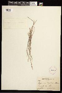 Polygonum douglasii image