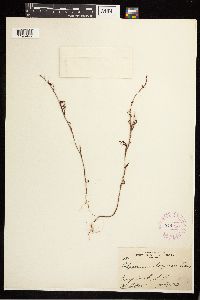 Polygonum douglasii image