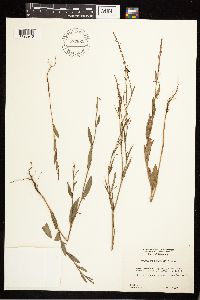 Polygonum douglasii image