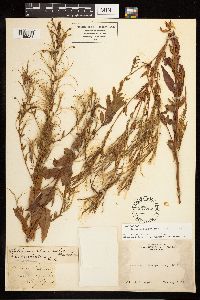 Epilobium ciliatum subsp. ciliatum image