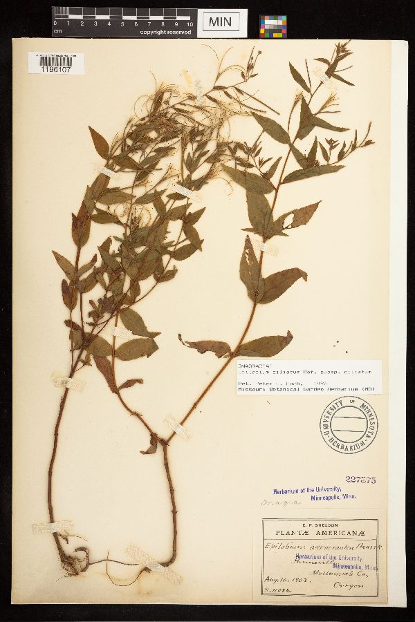 Epilobium ciliatum image