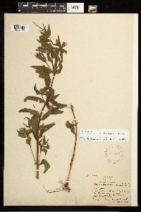 Epilobium ciliatum image