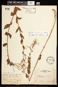 Epilobium ciliatum image