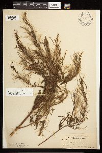 Epilobium ciliatum image