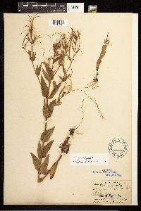 Epilobium ciliatum image