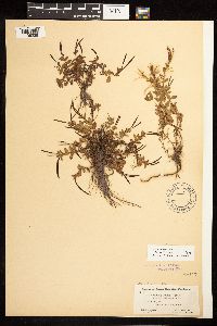 Epilobium clavatum image