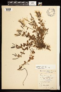 Epilobium clavatum image