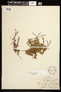 Epilobium clavatum image