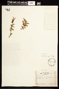Epilobium clavatum image