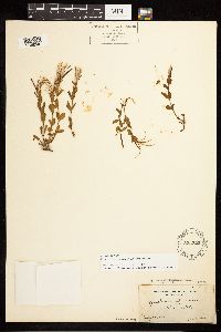 Epilobium clavatum image