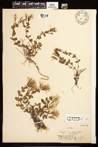 Epilobium clavatum image