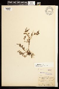 Epilobium clavatum image