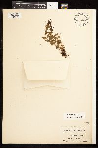 Epilobium clavatum image