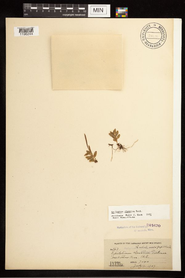 Epilobium clavatum image