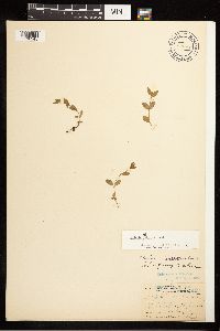 Epilobium clavatum image