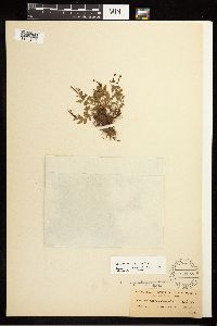 Epilobium clavatum image