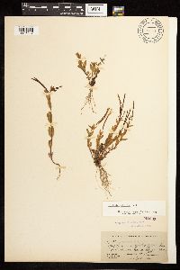 Epilobium clavatum image