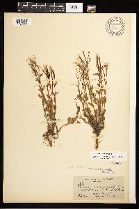 Epilobium clavatum image