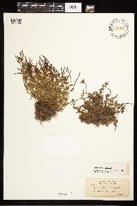 Epilobium clavatum image