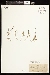 Epilobium clavatum image