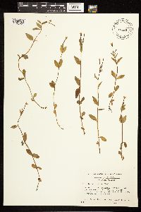 Epilobium clavatum image