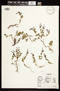 Epilobium clavatum image