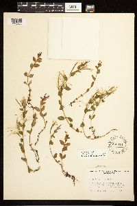Epilobium clavatum image