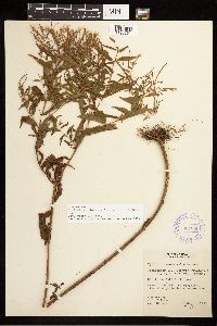 Epilobium coloratum image